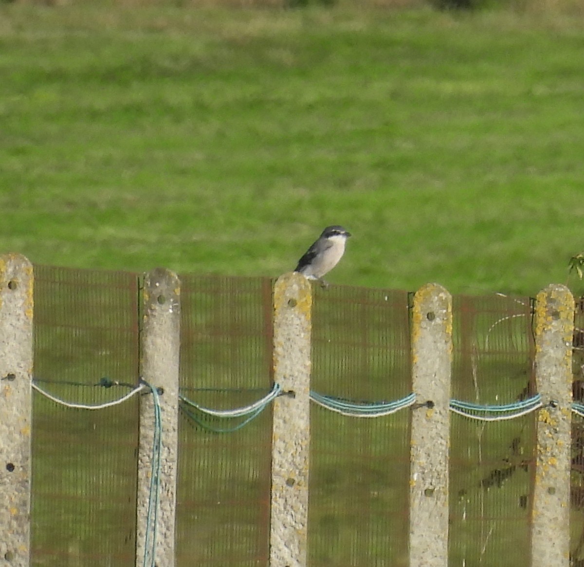 Iberian Gray Shrike - ML642980701