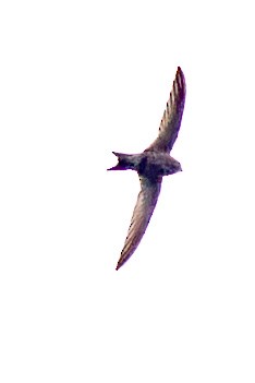 Pallid Swift - ML642980702