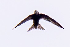 Pallid Swift - ML642980703