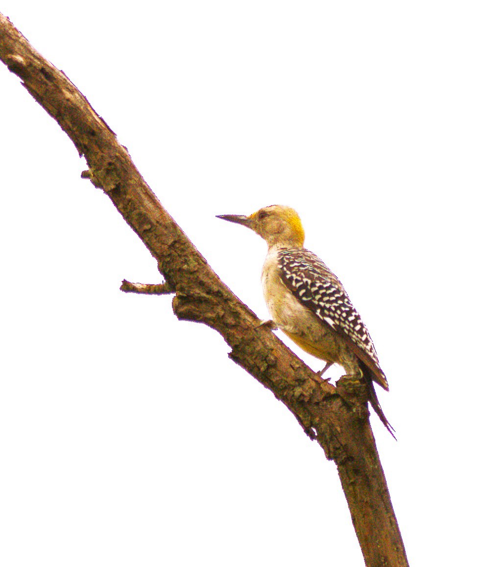 Golden-fronted Woodpecker - ML642980704