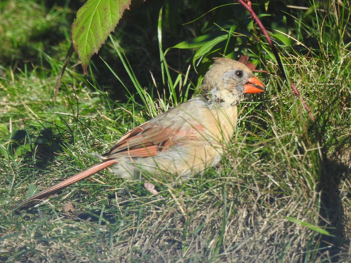 Northern Cardinal - ML642980706