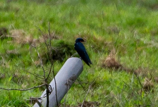 Pacific Swallow - ML642980712