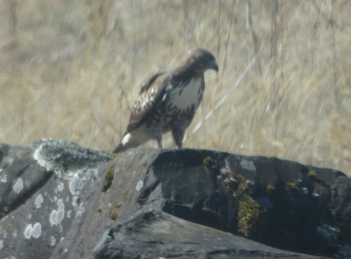 Red-tailed Hawk - ML642980713