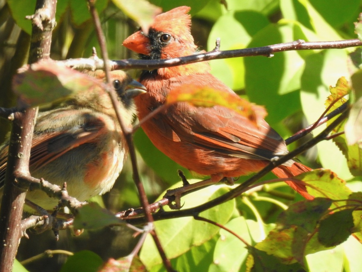 Northern Cardinal - ML642980714