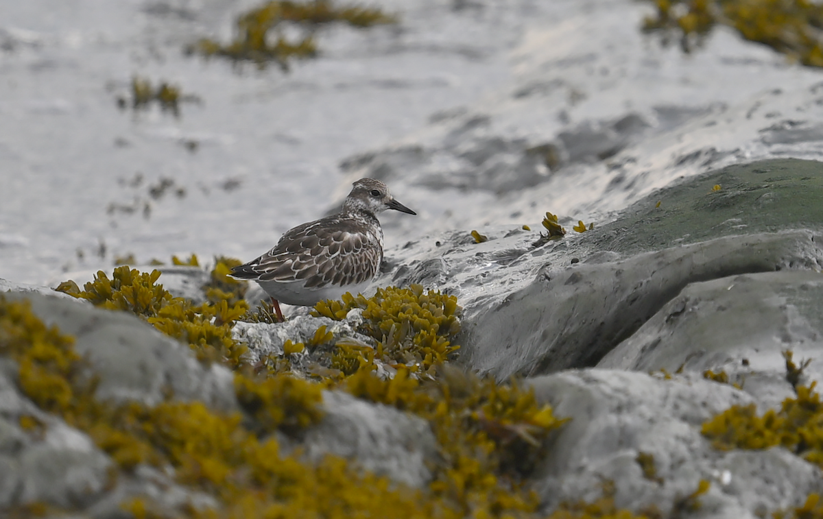 Ruddy Turnstone - ML642980722