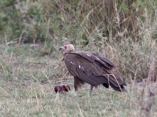 Hooded Vulture - ML642980723