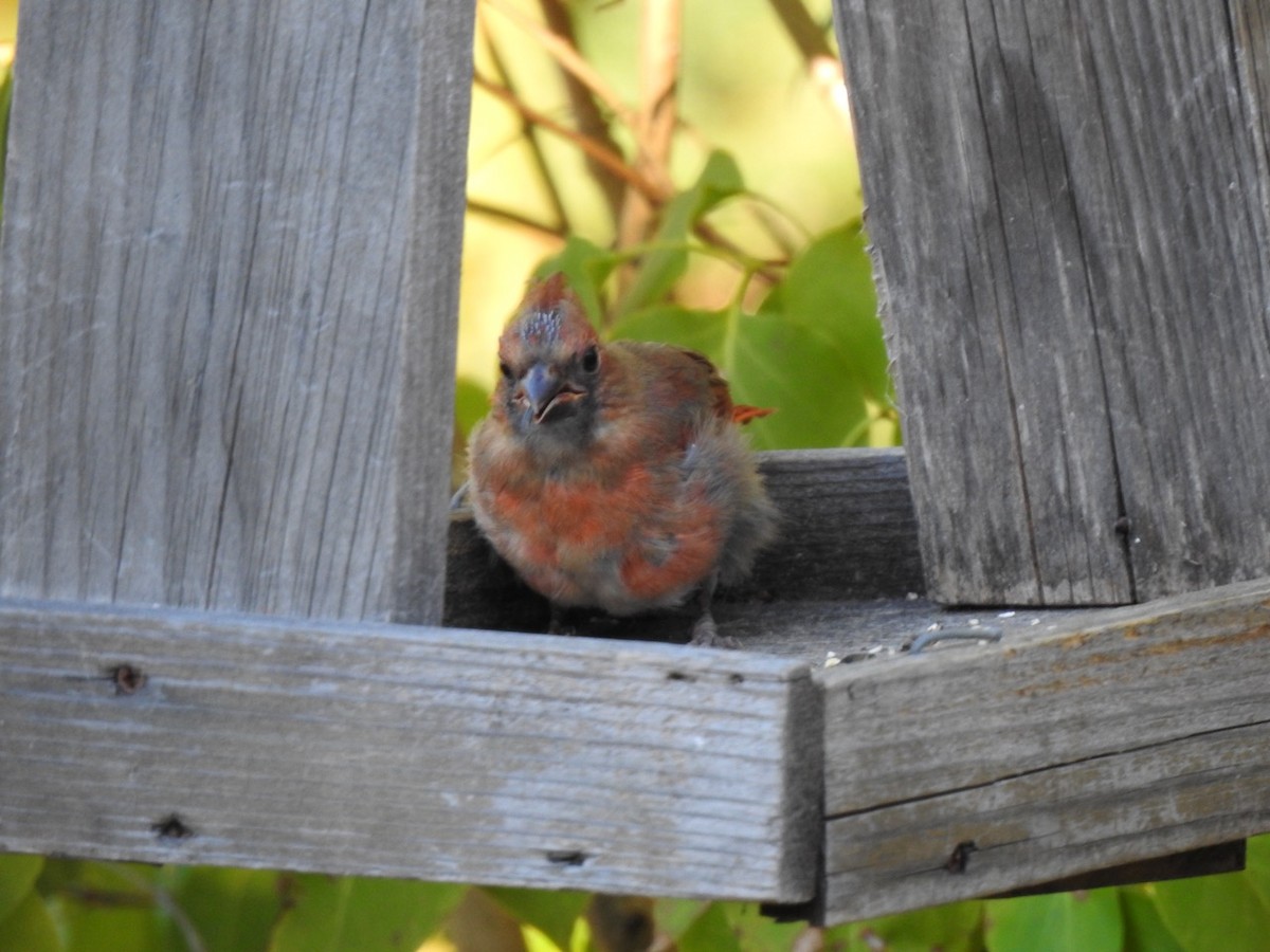 Northern Cardinal - ML642980725