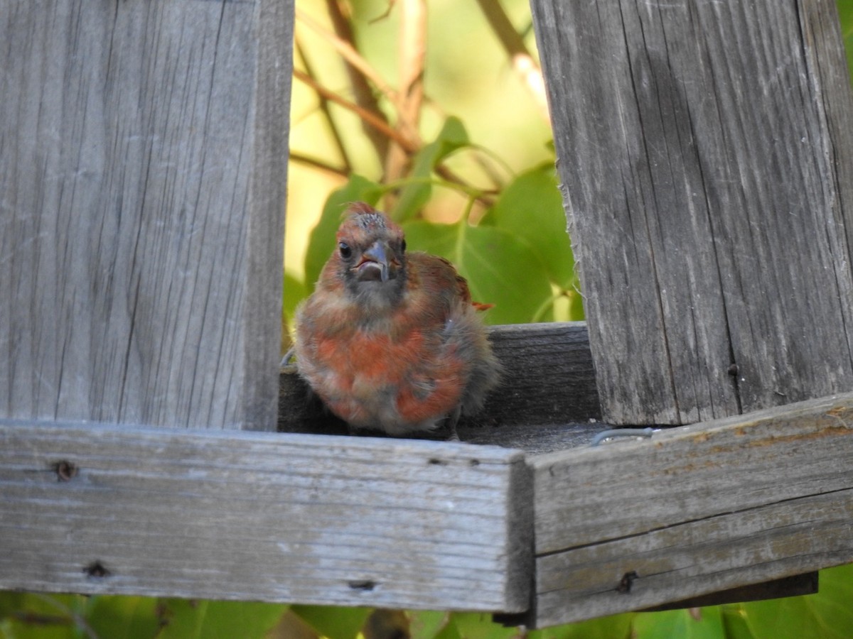 Northern Cardinal - ML642980730