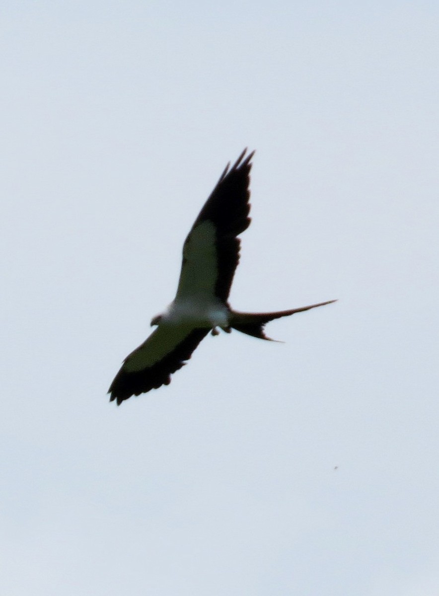 Swallow-tailed Kite - ML642980736