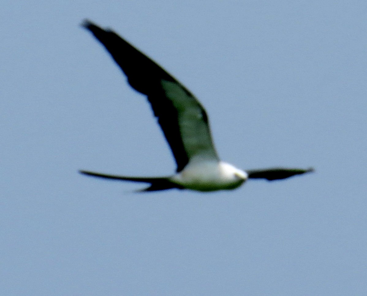 Swallow-tailed Kite - ML642980737