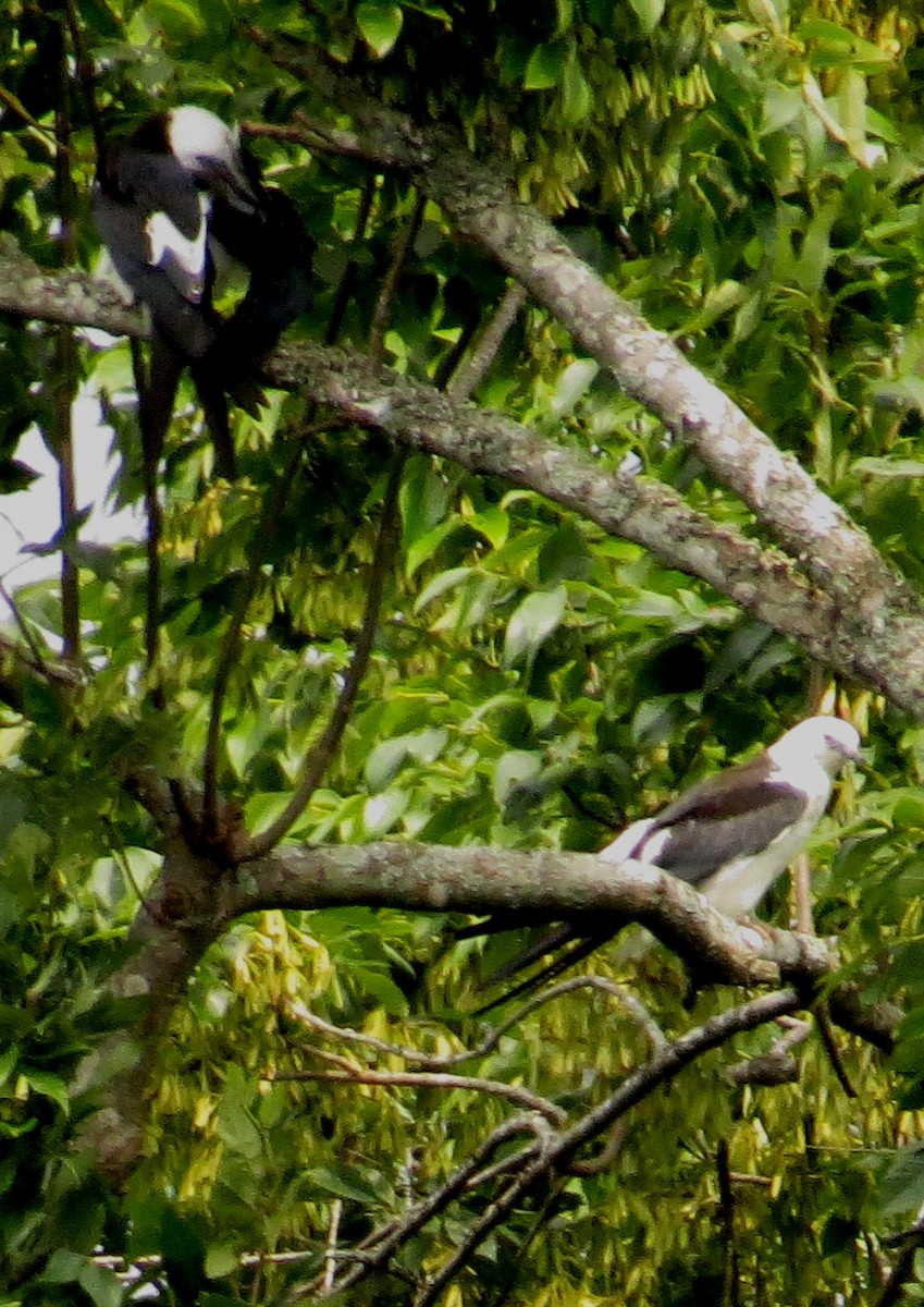 Swallow-tailed Kite - ML642980738