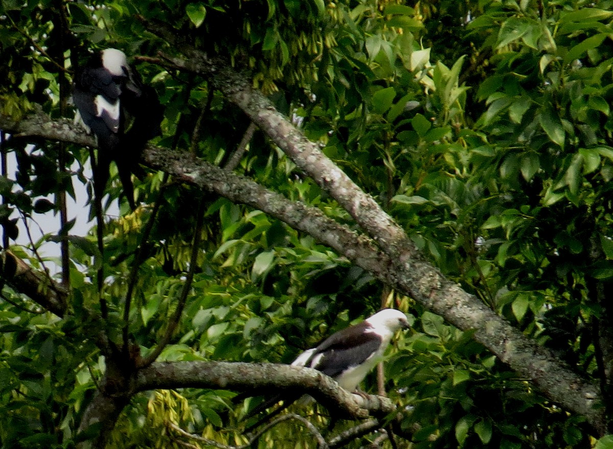 Swallow-tailed Kite - ML642980739