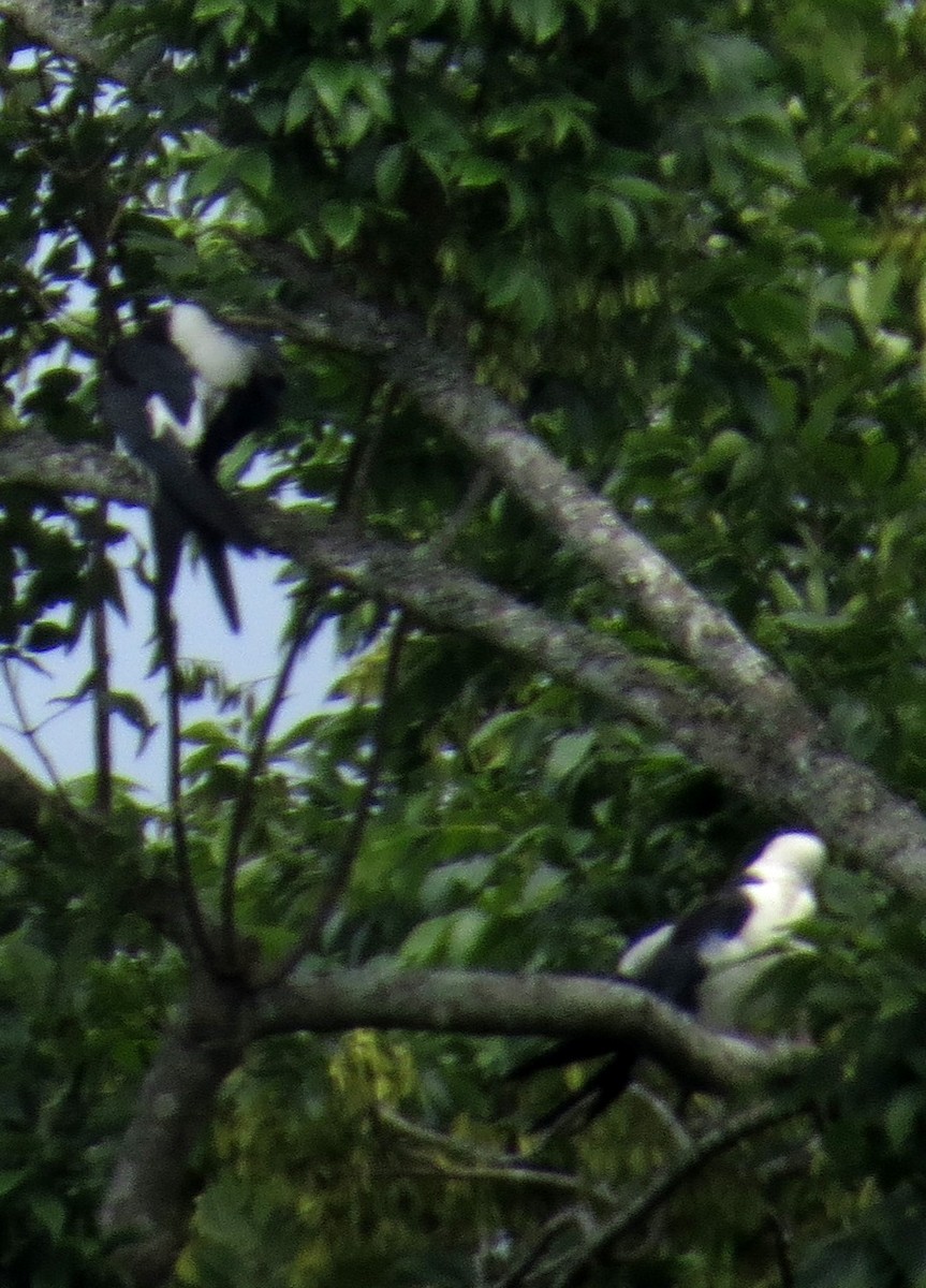 Swallow-tailed Kite - ML642980740