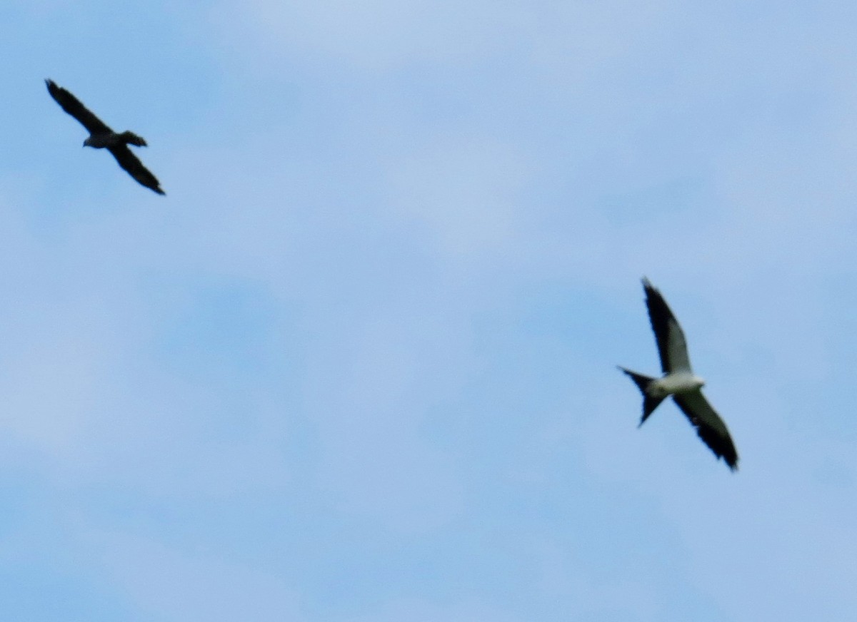 Swallow-tailed Kite - ML642980742
