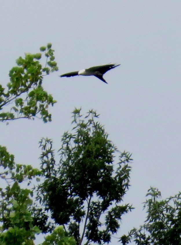 Swallow-tailed Kite - ML642980746
