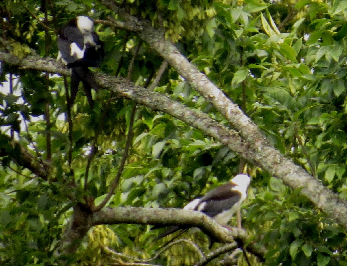 Swallow-tailed Kite - ML642980748