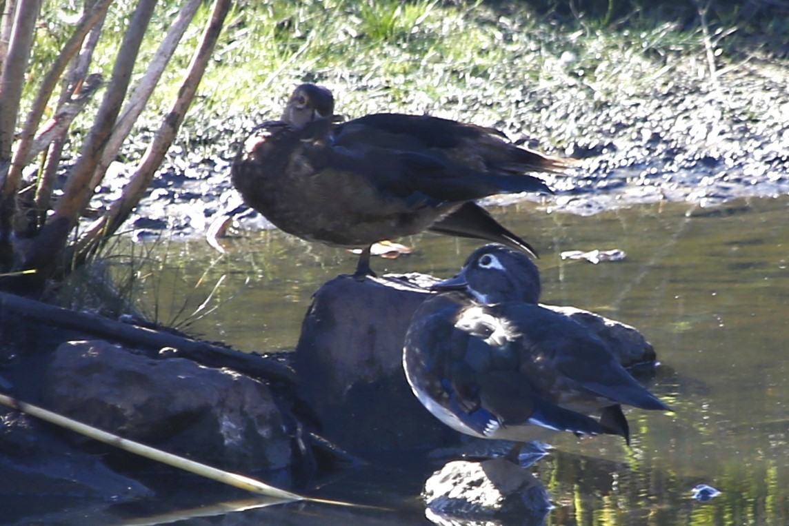 Wood Duck - ML642980755