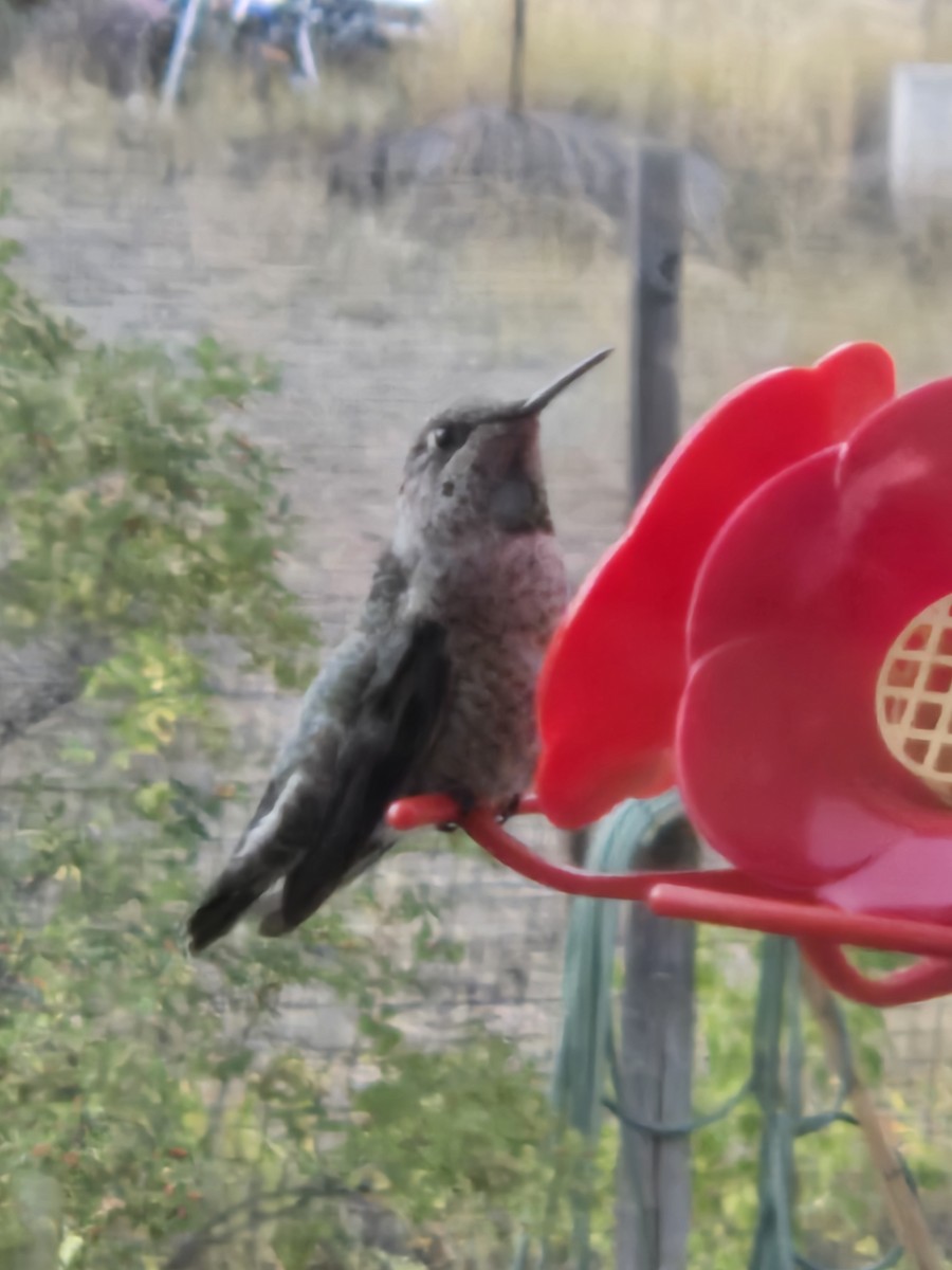 Anna's Hummingbird - ML642980768