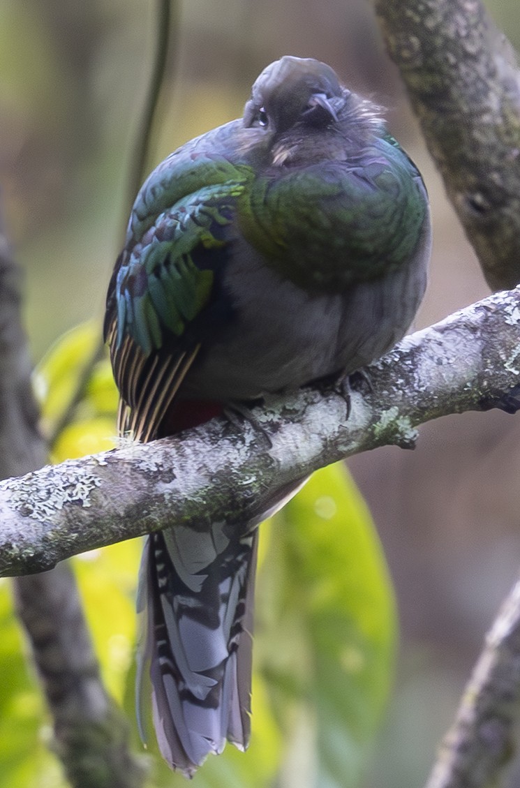 Resplendent Quetzal (Costa Rican) - ML642980780