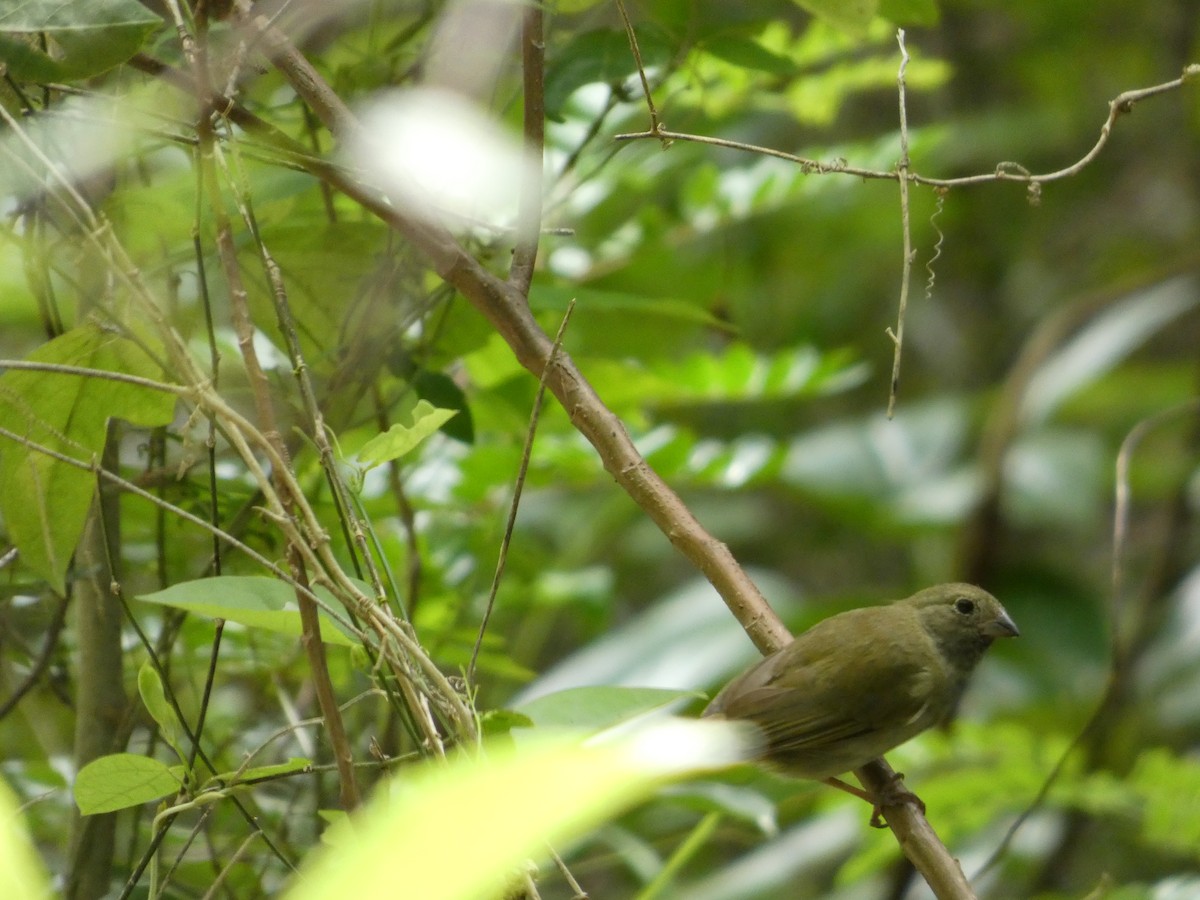 Black-faced Grassquit - ML642980793