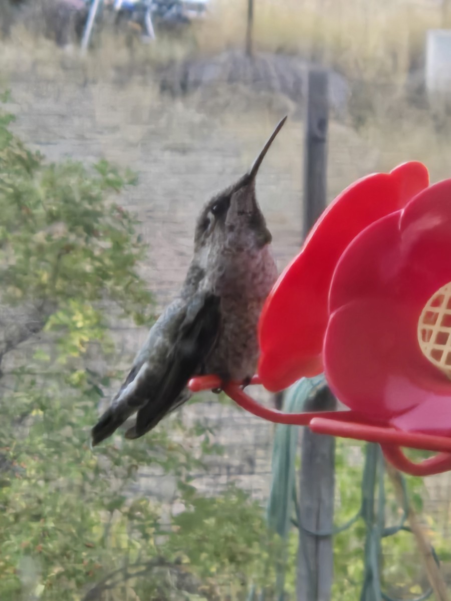 Anna's Hummingbird - ML642980800