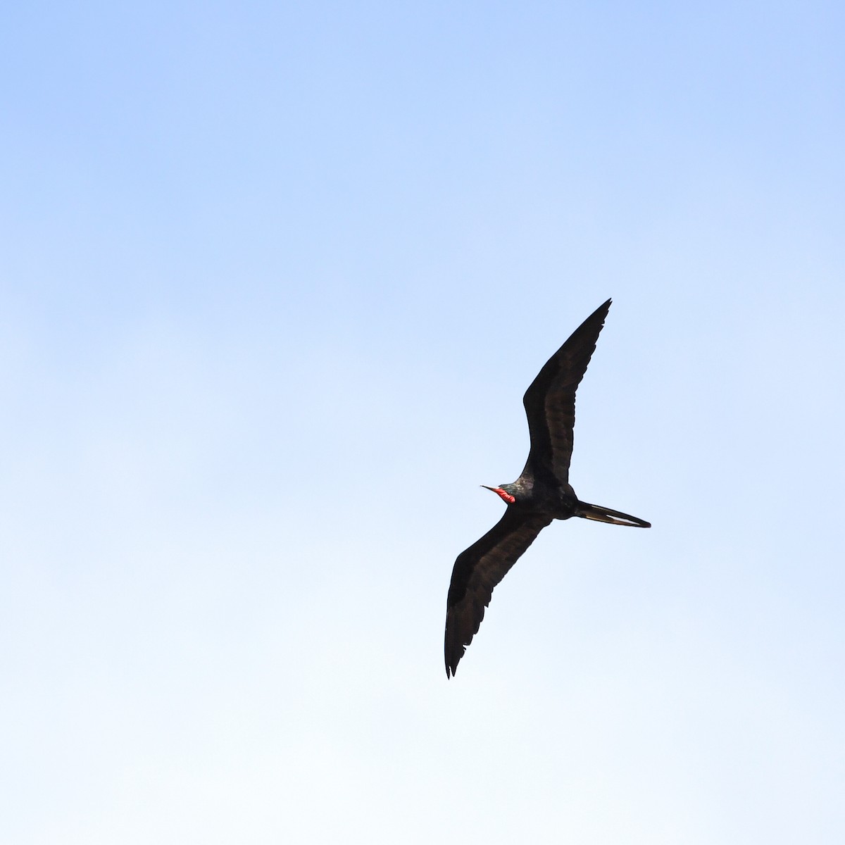 Magnificent Frigatebird - ML642980806