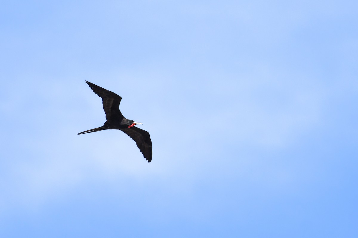 Magnificent Frigatebird - ML642980807