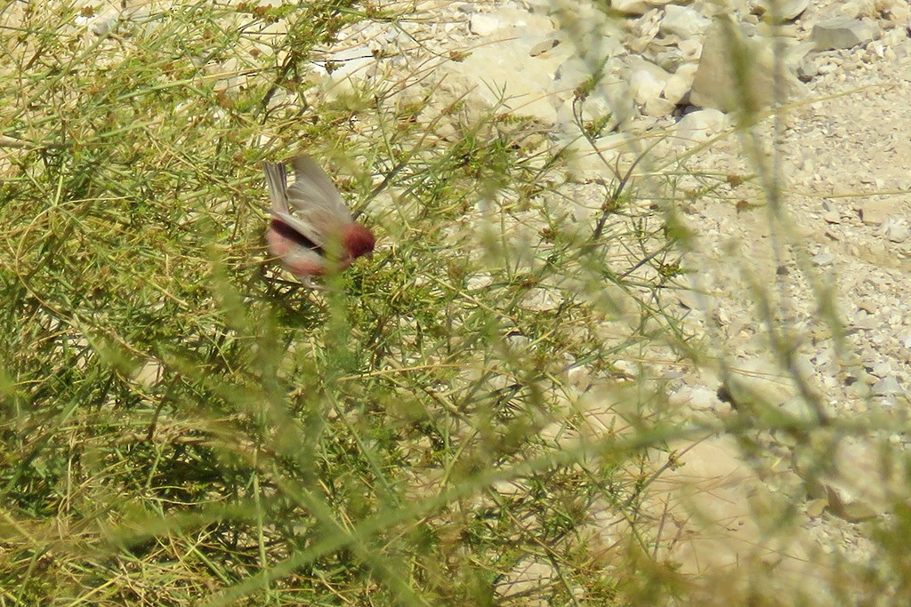 Sinai Rosefinch - ML642980809