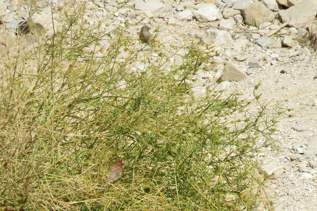 Sinai Rosefinch - ML642980810