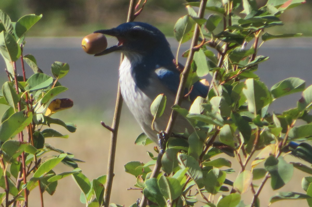 California Scrub-Jay - ML642980813