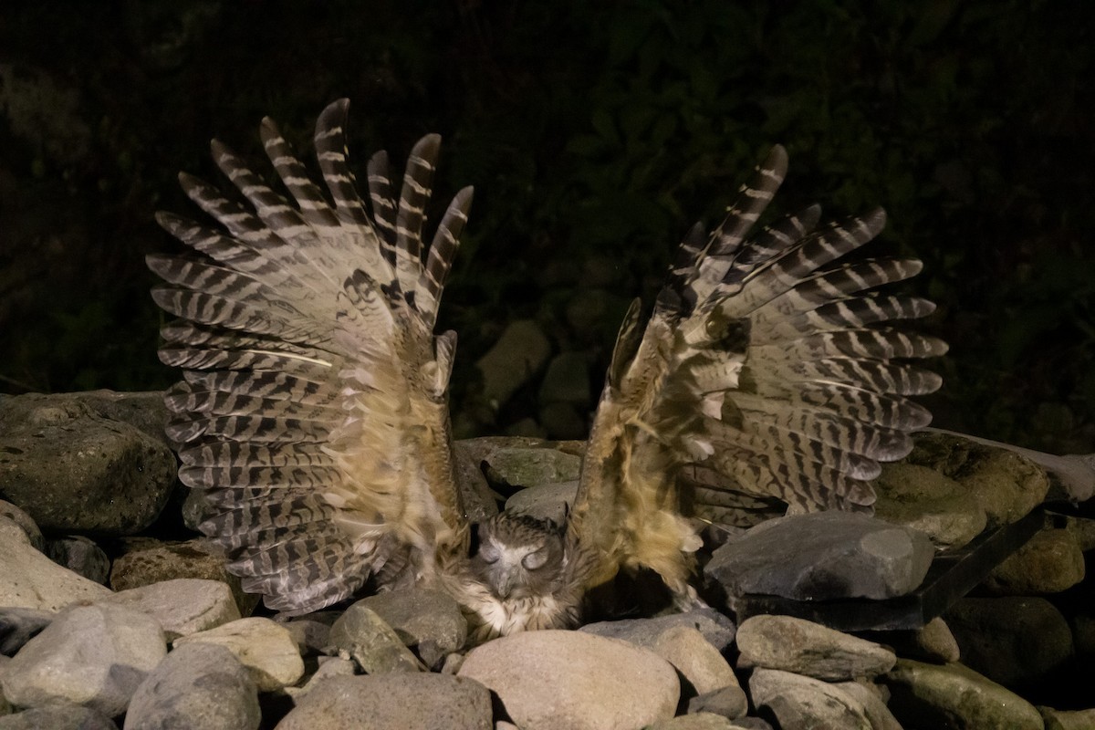 Blakiston's Fish-Owl (blakistoni) - ML642980814