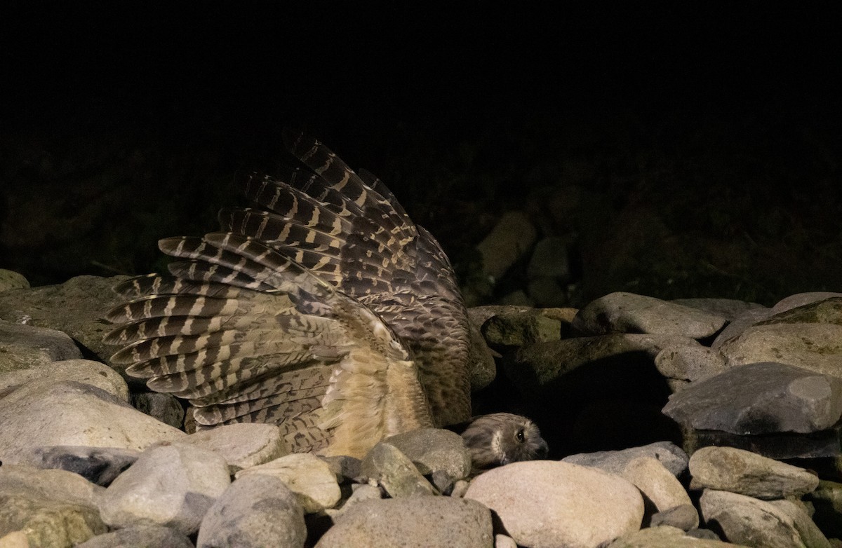 Blakiston's Fish-Owl (blakistoni) - ML642980815