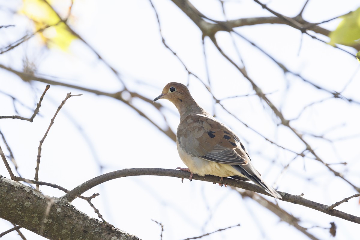 Mourning Dove - ML642980817