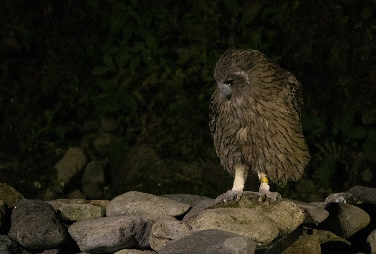 Blakiston's Fish-Owl (blakistoni) - ML642980833