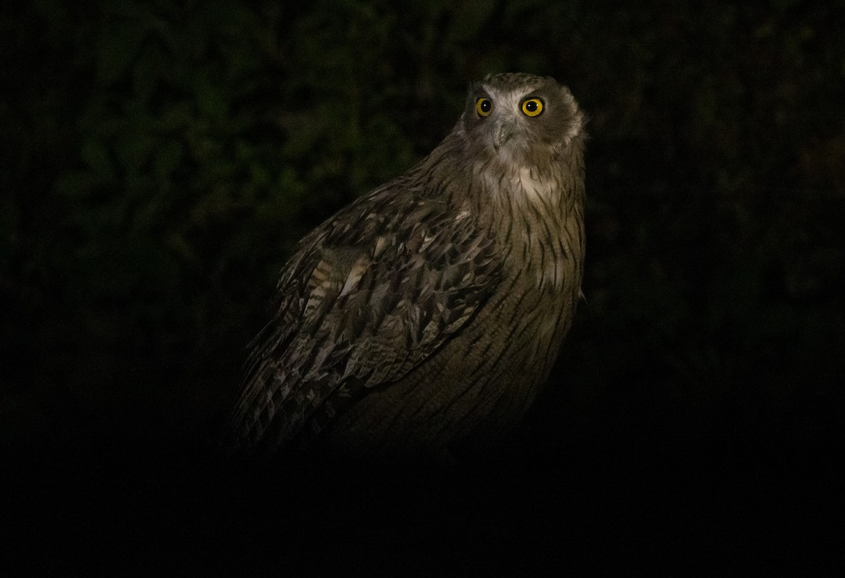 Blakiston's Fish-Owl (blakistoni) - ML642980834