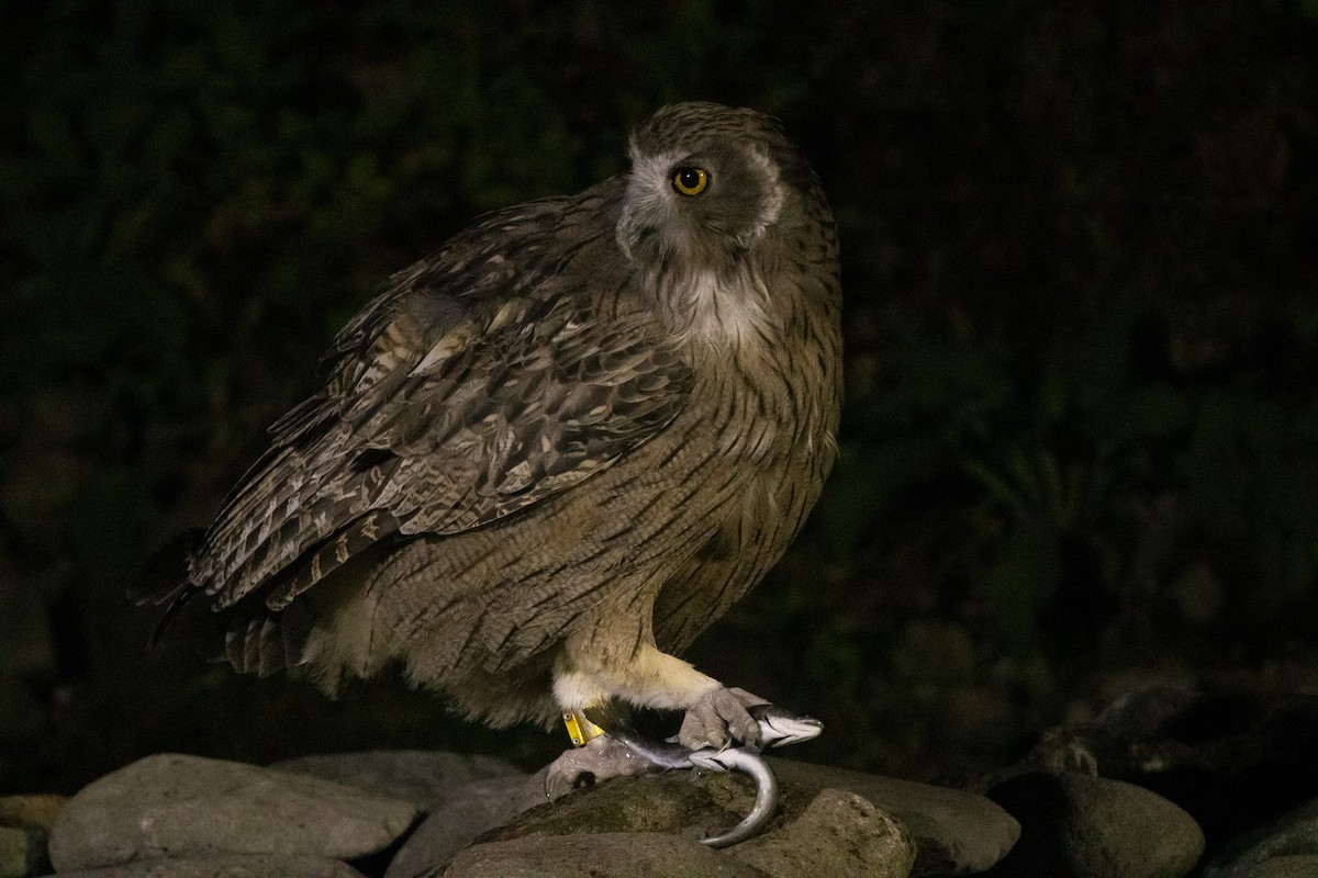 Blakiston's Fish-Owl (blakistoni) - ML642980835