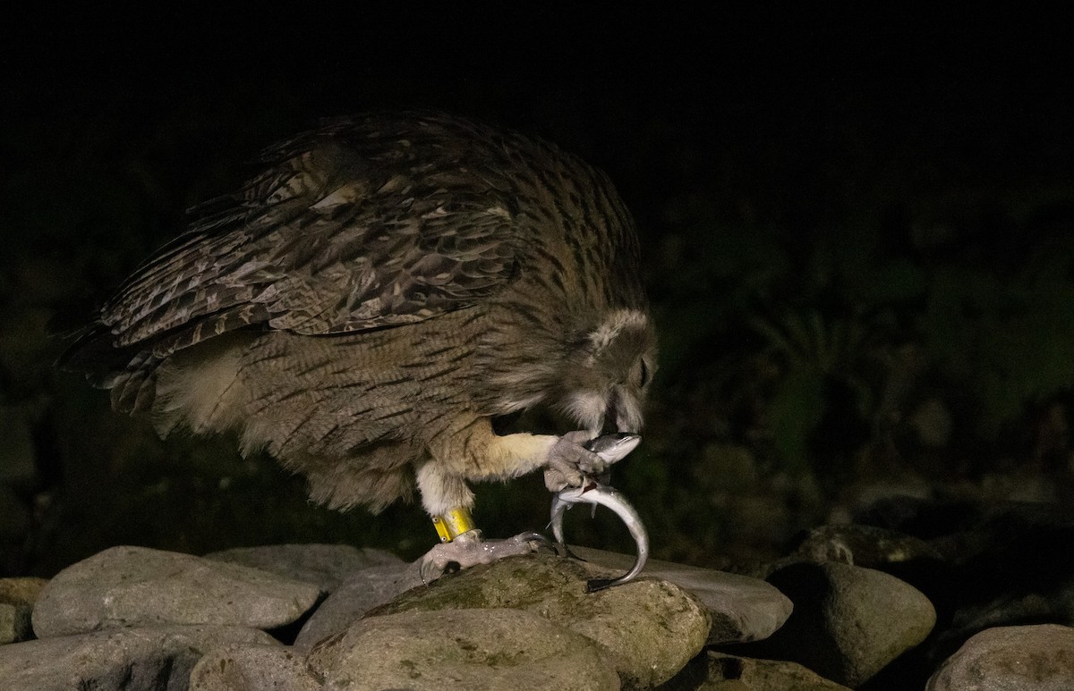 Blakiston's Fish-Owl (blakistoni) - ML642980836