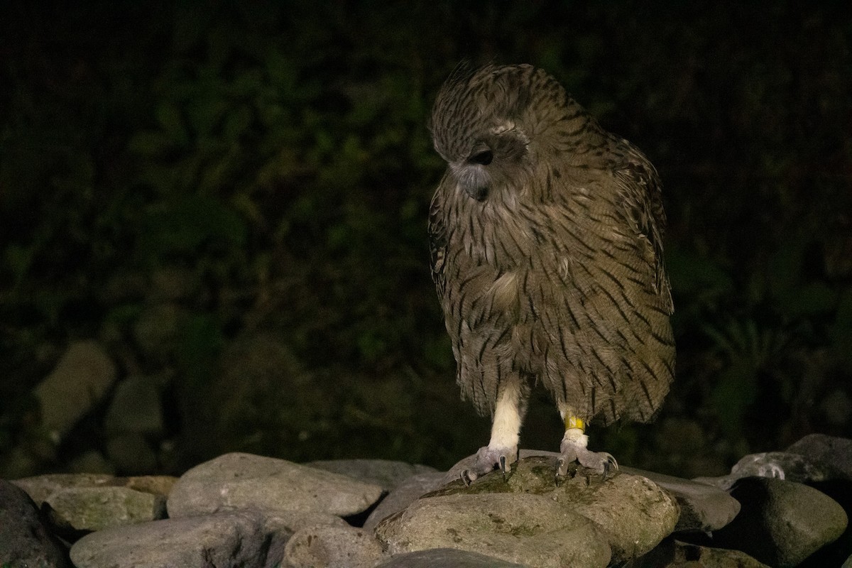 Blakiston's Fish-Owl (blakistoni) - ML642980837