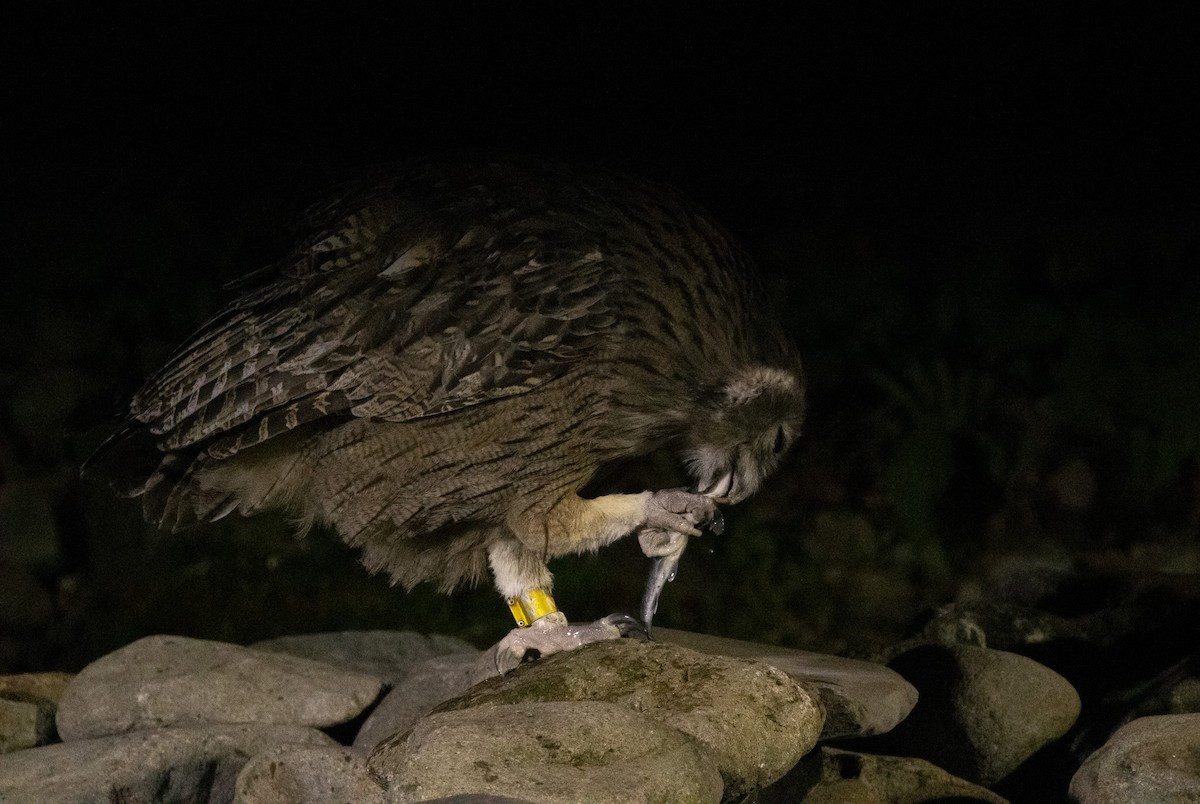 Blakiston's Fish-Owl (blakistoni) - ML642980838