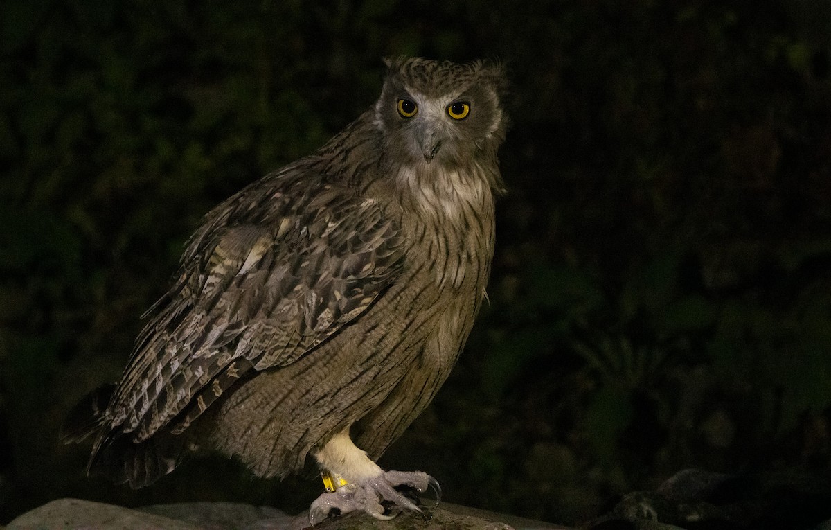 Blakiston's Fish-Owl (blakistoni) - ML642980839