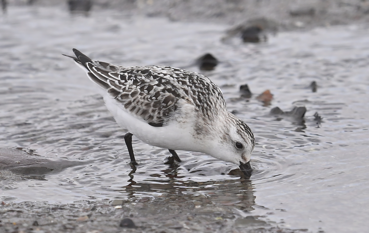 Sanderling - ML642980843