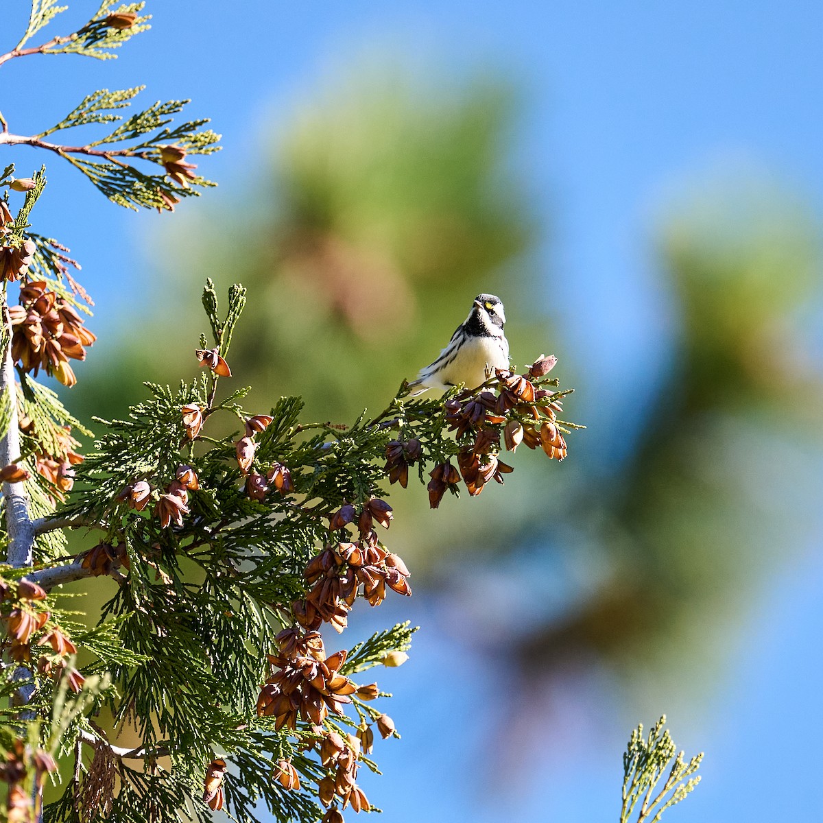 Black-throated Gray Warbler - ML642980845