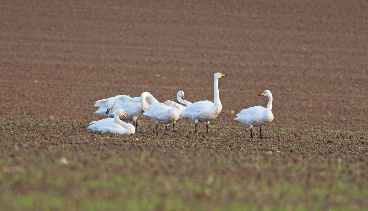 Cigno selvatico - ML642980849