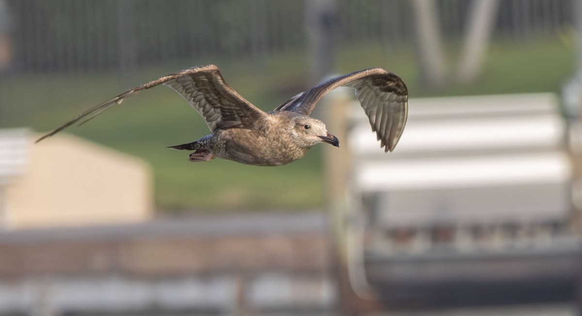 American Herring Gull - ML642980860
