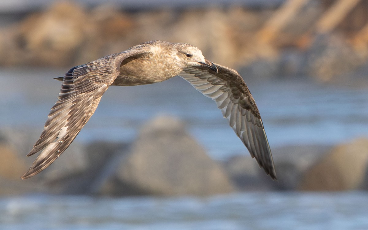 American Herring Gull - ML642980862