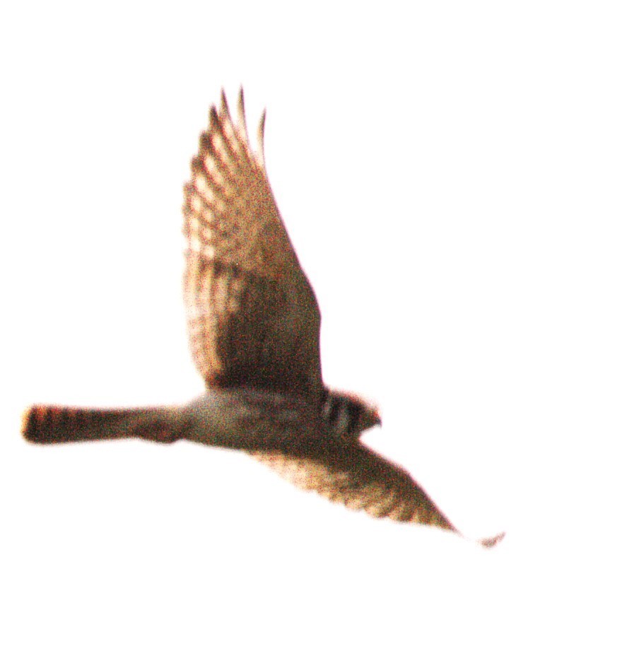 American Kestrel - ML642980871