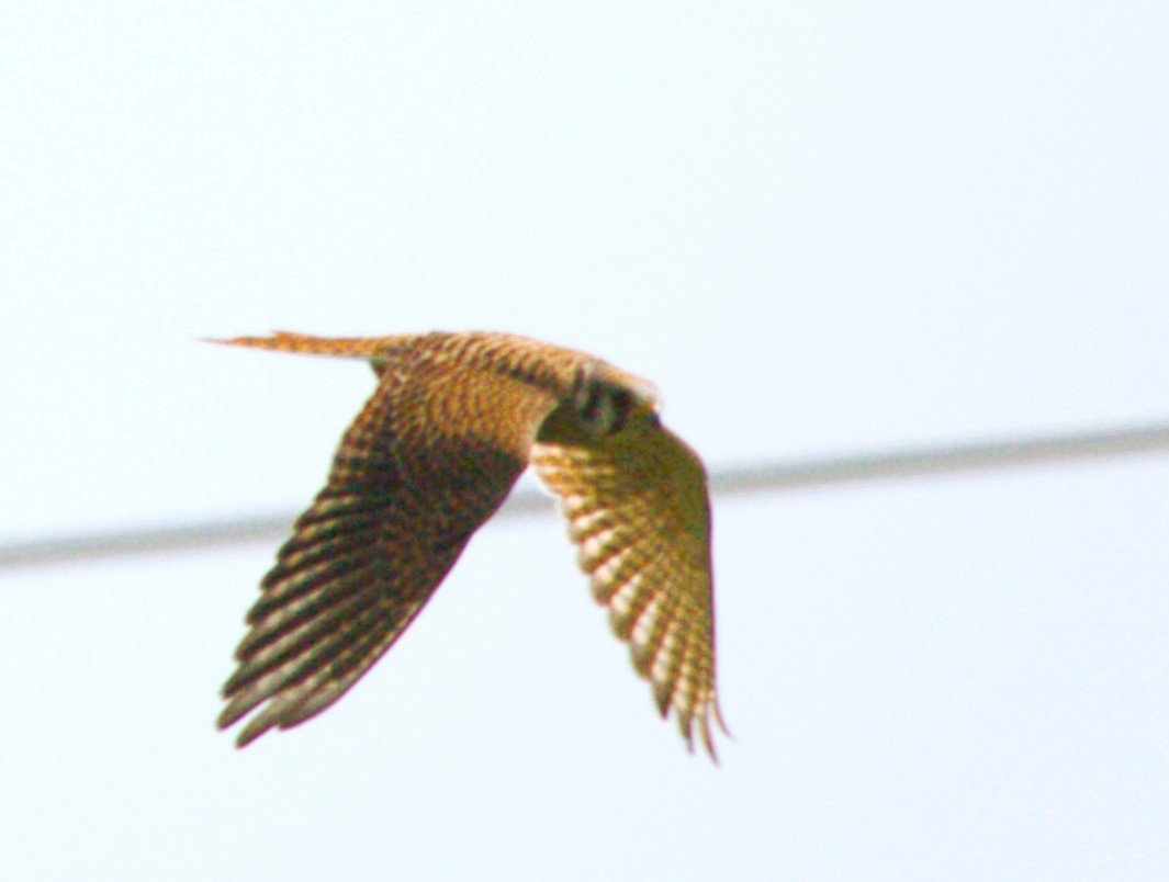 American Kestrel - ML642980872