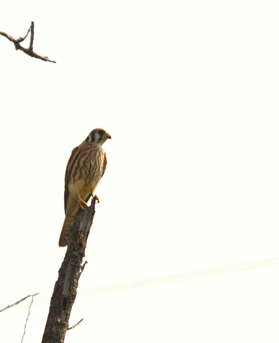 American Kestrel - ML642980873