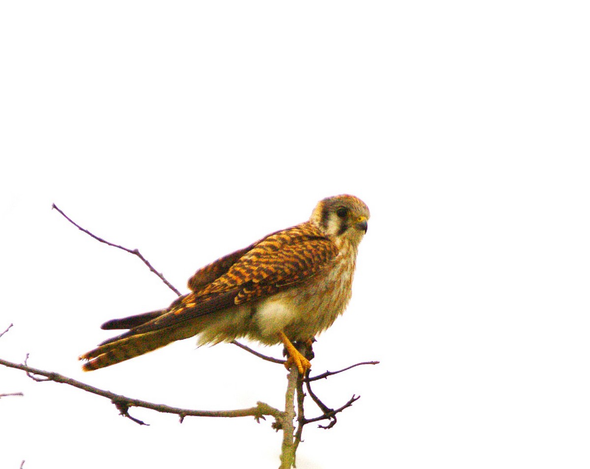 American Kestrel - ML642980874