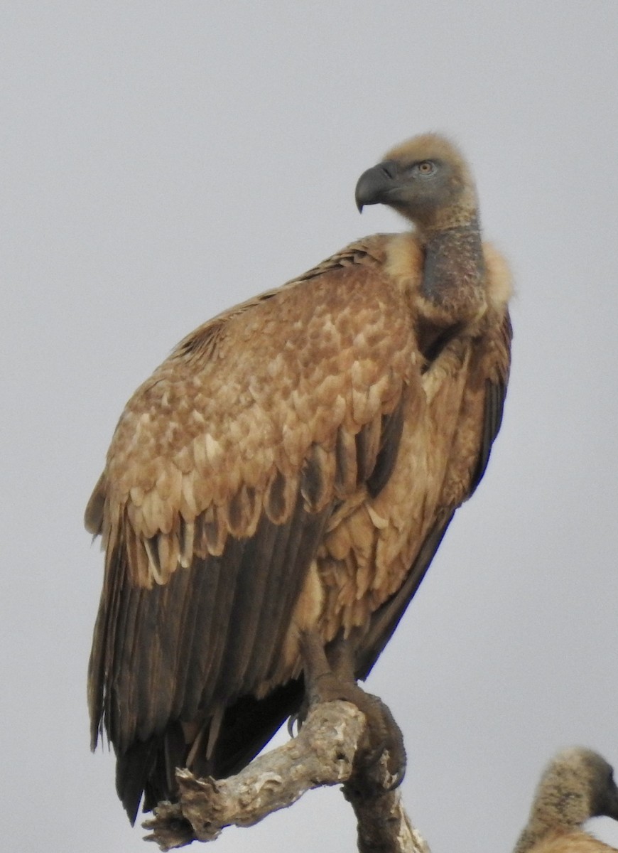 White-backed Vulture - ML642980878